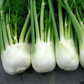 Antares, (F1) Fennel Seeds